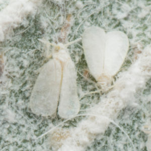 Mosca blanca del invernadero