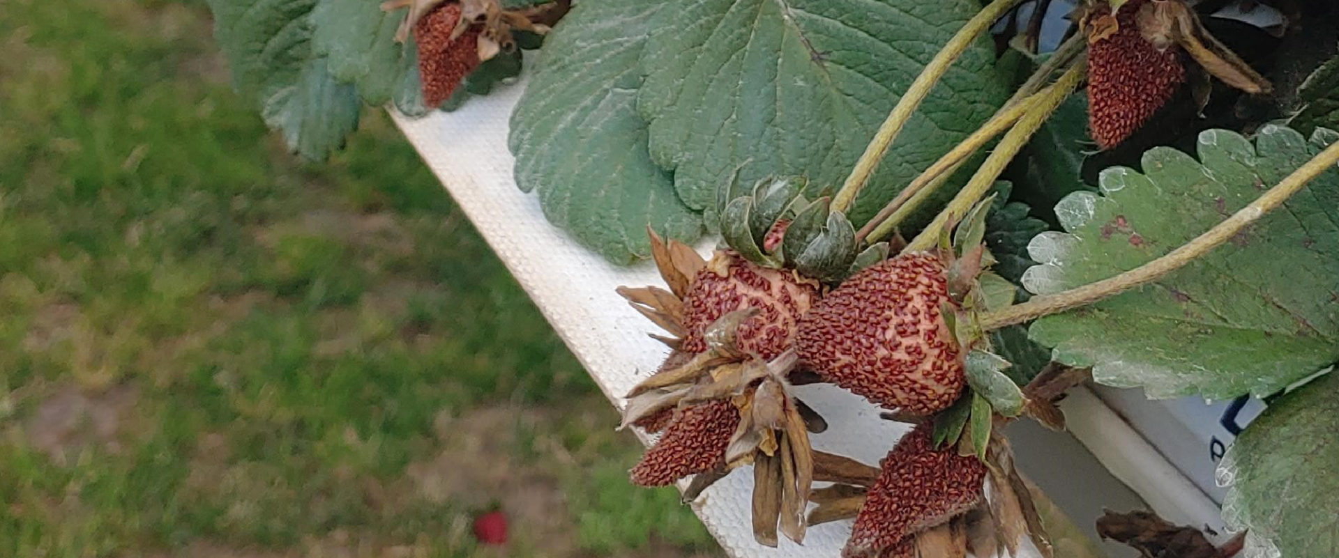 strawberry thrips damage - BioBee Peru